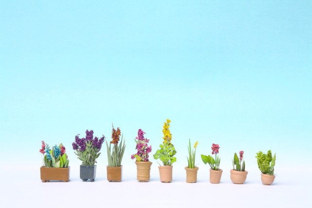 PLANTAS ORNAMENTALES EN MACETA (9)