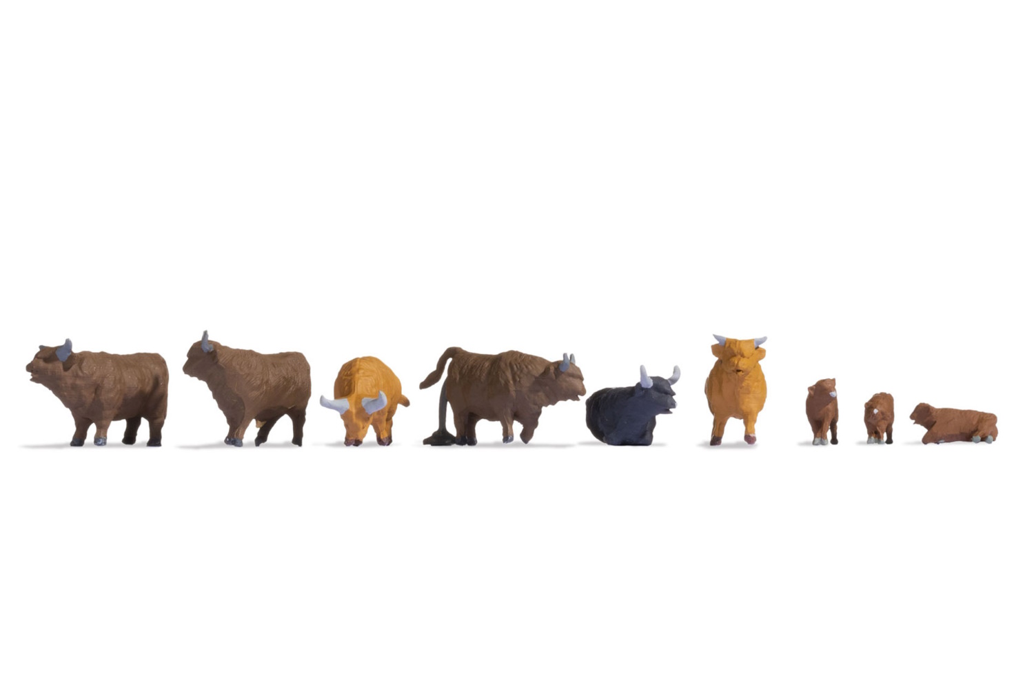 VACAS ESCOCESAS