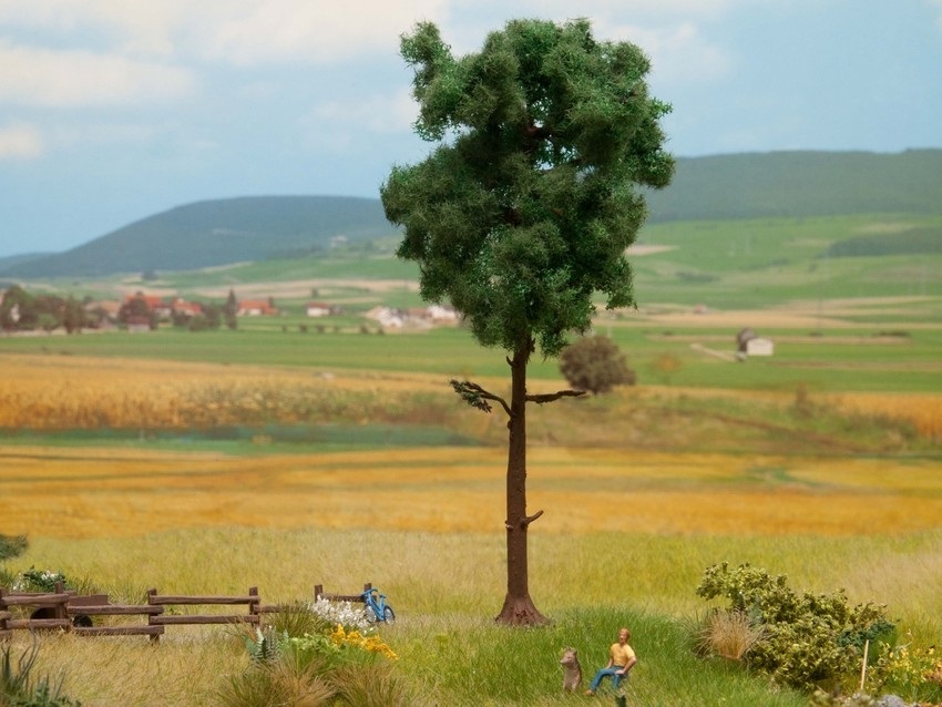 PINO (15 cm.)