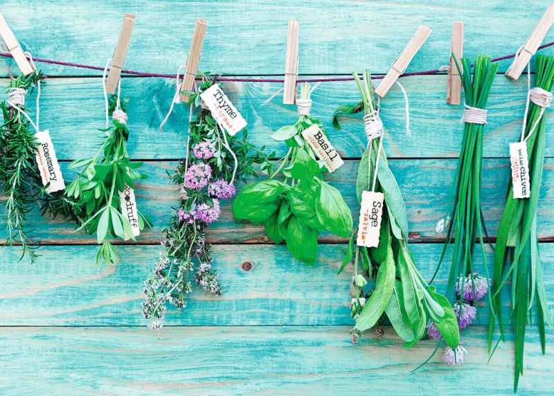HIERBAS AROMÁTICAS