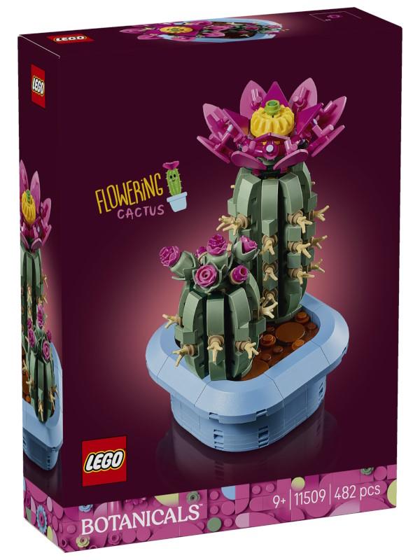 CACTUS EN FLOR