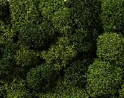 MUSGO VERDE (35 gr.)