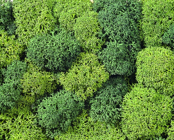 MUSGO DECORATIVO VERDE SURTIDO (75 gr.)