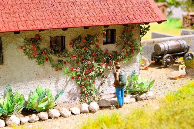 ROSAS DE PITIMINÍ (6)