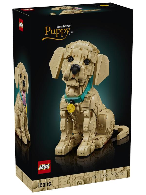 CAHORRO DE GOLDE RETRIEVER
