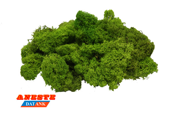 MUSGO ISLAMOND VERDE CLARO