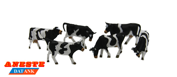 VACAS NEGRAS