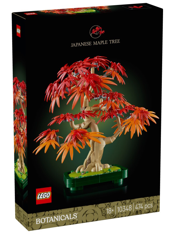 BONSÁI DE ARCE ROJO JAPONÉS